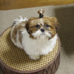 新・かぼマグ。