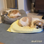 鍼灸、なぜかはまる