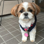 空の恵方巻き？