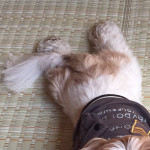 もふヨガ・・・もふ足！