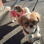 ぽんずまま、早く行くかぼ。