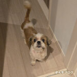 飼い主咳：終息が見えません