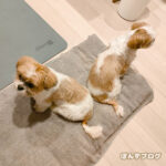 おしり合いは信頼、では顔は？