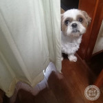 アピールポイントのちがい