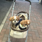 あれ買う、これ買う