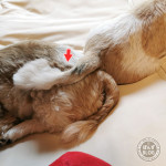 ほっこりと癒しを与えるシーズー。