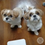 しっぽぺしぺしする動画がとれました！