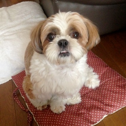 どん！と下出っ歯！