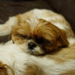 寒い日こそ、あご枕