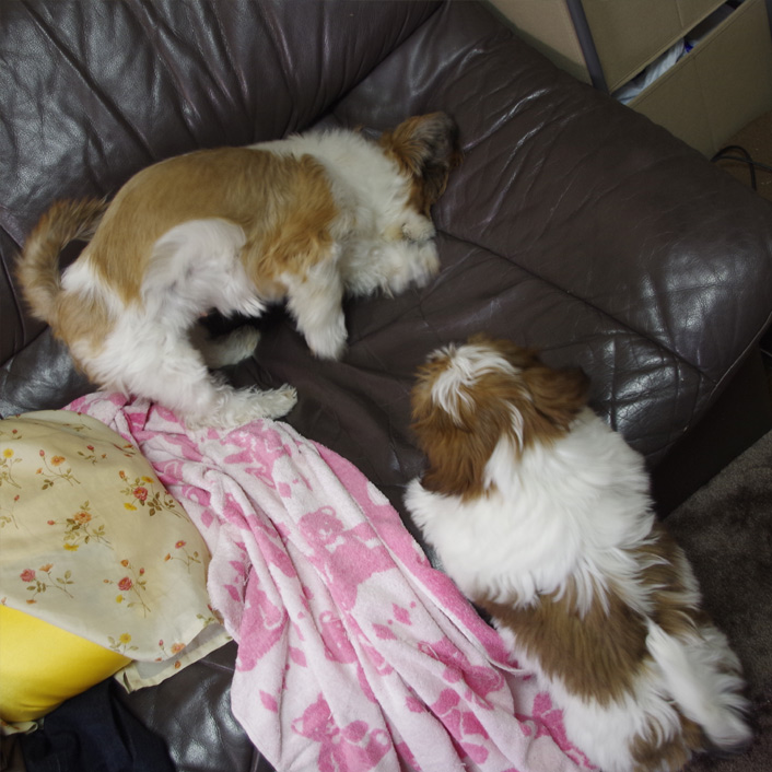 ぽんず母さん、ピンチ！