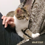 もふもふチャンス