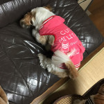 シャカシャカ場