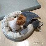 ふしぎな、ぽんずまま。