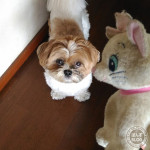 ビビりハンターかぼす。