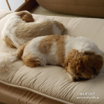 いつの間にやら。