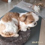 わん!わん!(おしっこ!)