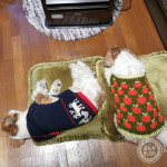 ごろごろステイホーム