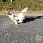 ぴょんぴょんっ！