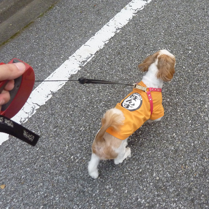 数日ぶりに外を歩きました