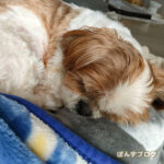 見た目若いけど、おばあちゃんだもんね。