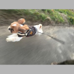 スーパーかぼダッシュ！！