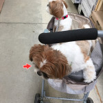 かぼす、何をみつけたの？！