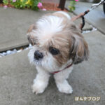 来年のカレンダーが・・・