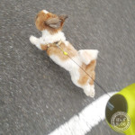 今だ、もふもふダッシュ！