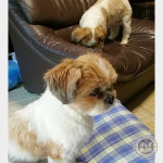 もっとご飯くれーー！