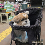 チラージン絶ち、ヨウ素制限食始まります