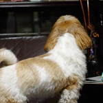 急にどうした？かぼす