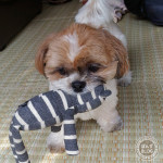 動き足りない、かぼす。