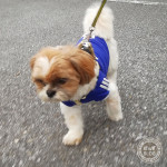 勢いづく、かぼす選手