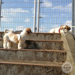 かぼすが、待ってるよ。