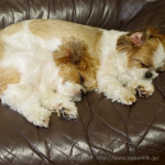 ごろごろと甘えるかぼす