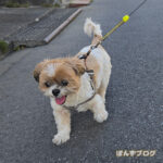 今日はお散歩行ってきましたよ！