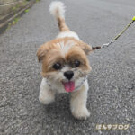 退院2日目、体調かなり悪いです