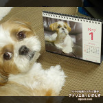 卓上カレンダーもきたよ♪