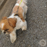 単純なかぼす。