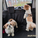 もふスト、しないよ！