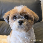 たぬきと並んだら・・・