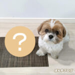 おいらの、おとうとかぼ！？