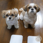 かぼすはやっぱり、かぼす。