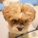 きのこ？たけのこ？