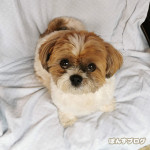 たぬき記念撮影？