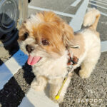 たぬってきました。