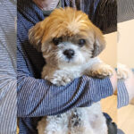 かぼす、久々脱たぬきで別犬に変身！！