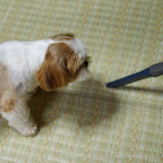 戦うぽんず母さん！