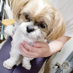 お利口さんに、耳掃除！