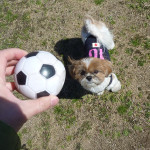 もふもふ特訓かぼっ！